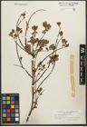 Foto von Salix starkeana Willd.